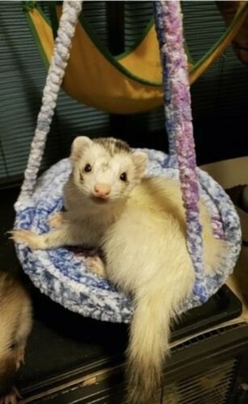 Hanging Hammock Swing - Ferret and Small Animal - Picture 1 of 4